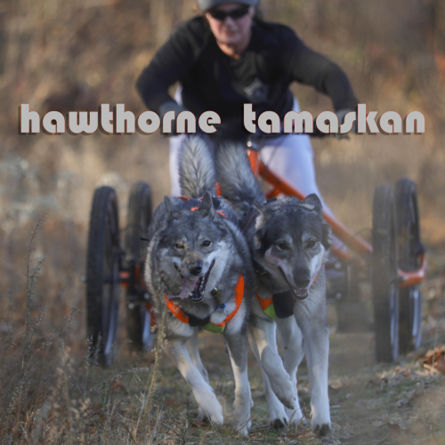 Hawthorne Tamaskan