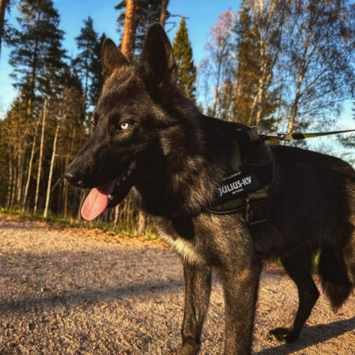 Nordic Wolfdogs Quilladin