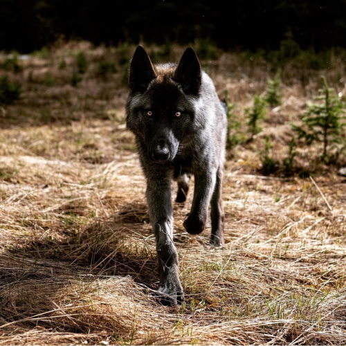 Nordic Wolfdogs Quaxly