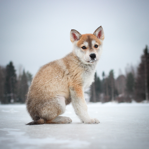 Nordic Wolfdogs Quick Guard