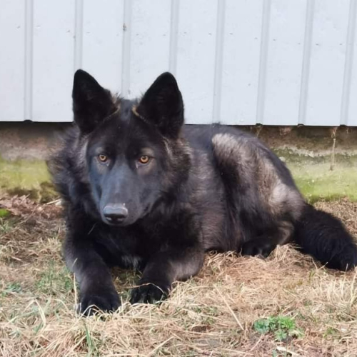 Nordic Wolfdogs Quiver Dance