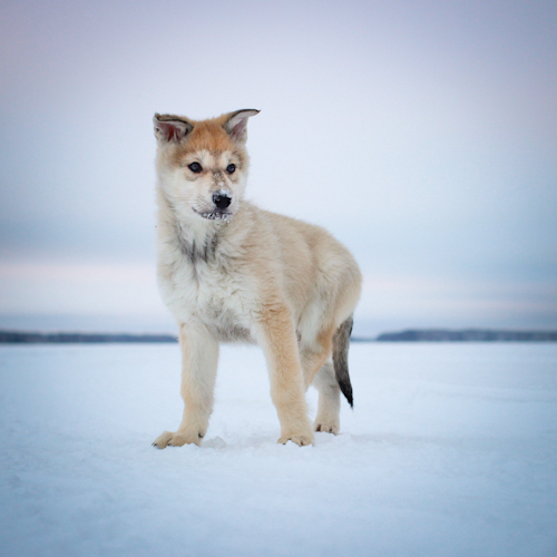 Nordic Wolfdogs Quash