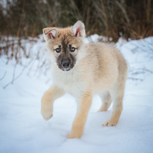 Nordic Wolfdogs Quilava