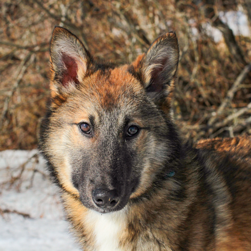 Nordic Wolfdogs Ribombee