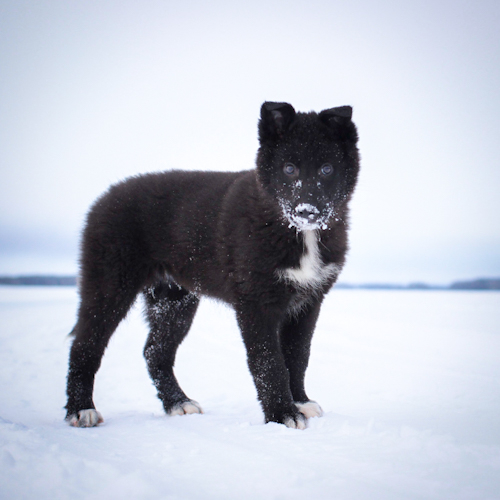 Nordic Wolfdogs Reshiram