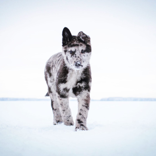 Nordic Wolfdogs Rockruff