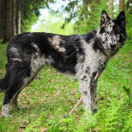 Nordic Wolfdogs Roserade