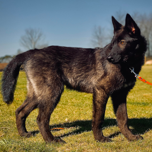 Nordic Wolfdogs Solgaleo