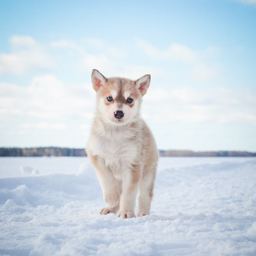 Nordic Wolfdogs Aelfrun