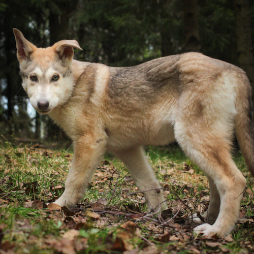 Nordic Wolfdogs Damira