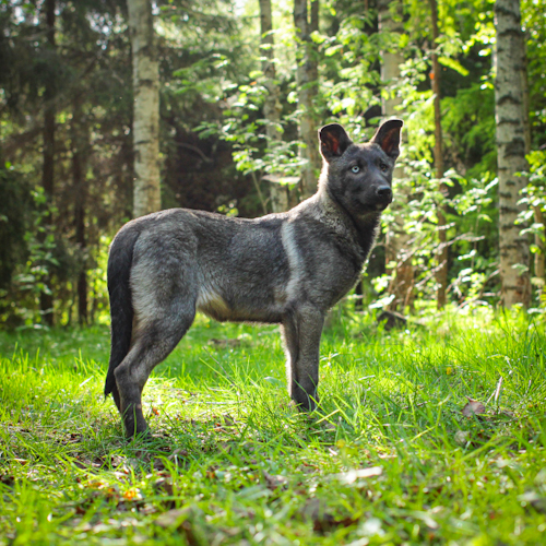 Nordic Wolfdogs Godleva