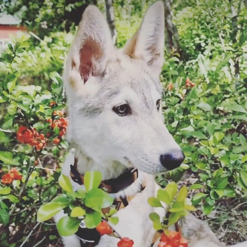 Nordic Wolfdogs Batin