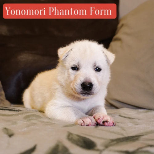 Yonomori Phantom Form