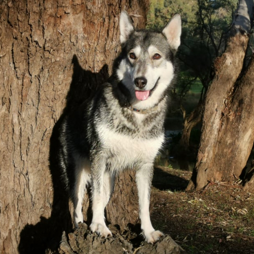 Booma Little Aussie Battler