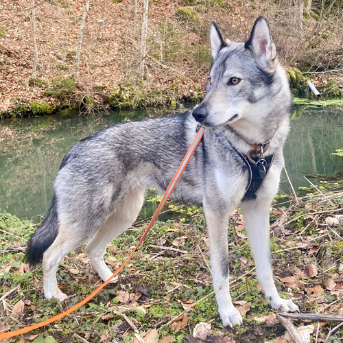 Fanny of the Grey of Flanders