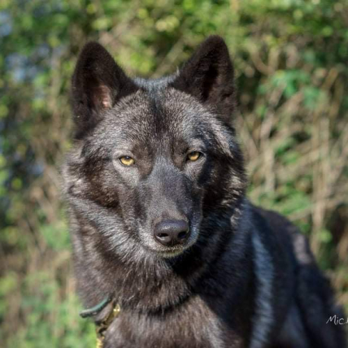 Heria Lycanis Wolfdog