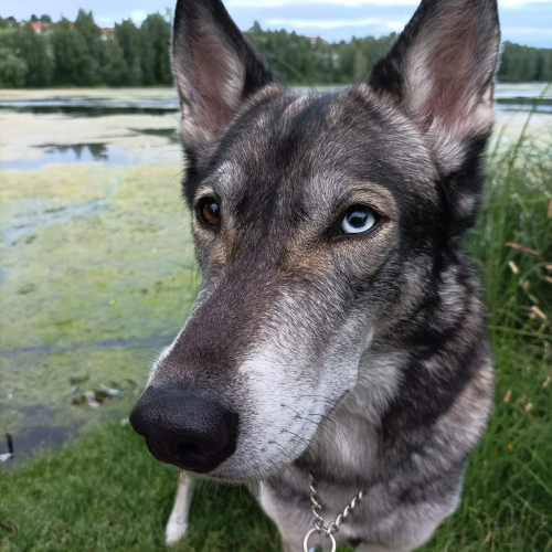 Nordic Wolfdogs Hoopa