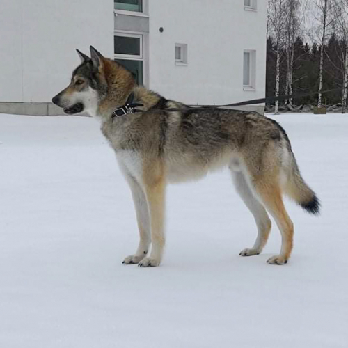 Nordic Wolfdogs Soki