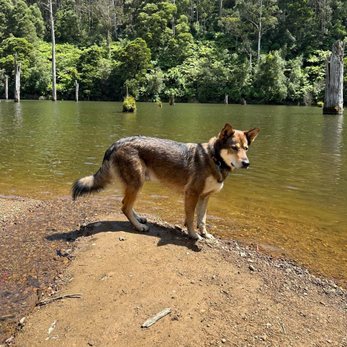 Outback Eagle River