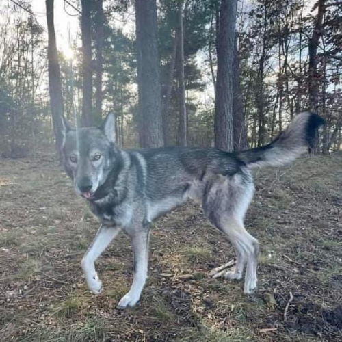 Slavic Wolves Bestiary Gryf