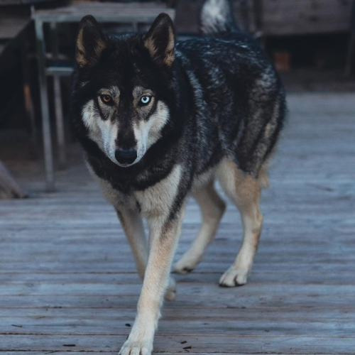 Nordic Wolfdogs Monica Reyes