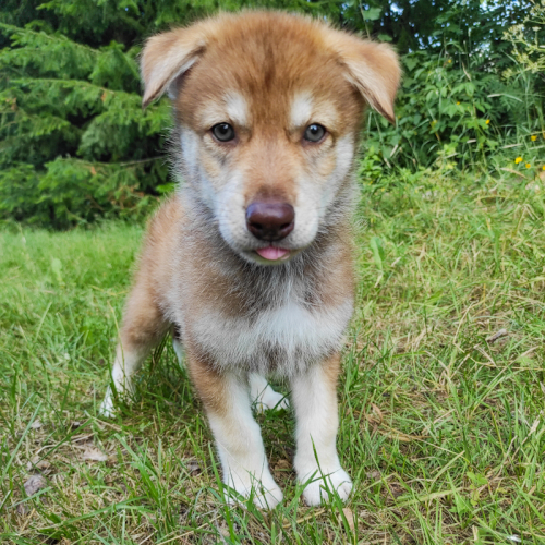 Nordic Wolfdogs Lycanroc