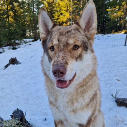 Nordic Wolfdogs Leafeon