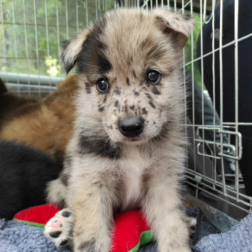 Nordic Wolfdogs Lillipup