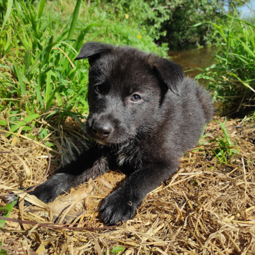 Nordic Wolfdogs Lunala