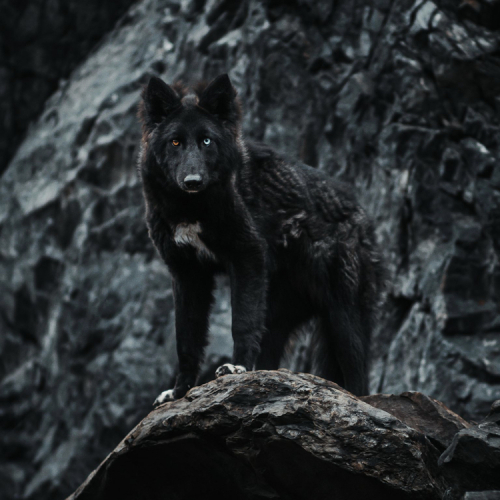 Nordic Wolfdogs Necrozma