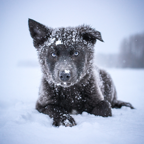 Nordic Wolfdogs Nidorina