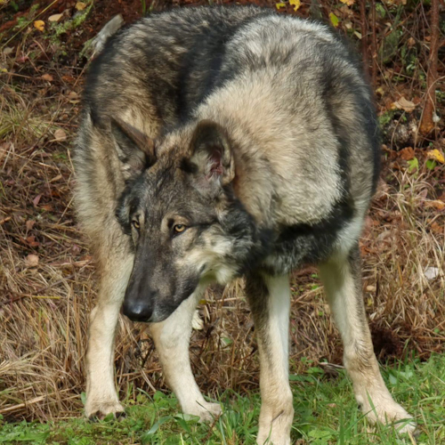 Nordic Wolfdogs Outrage