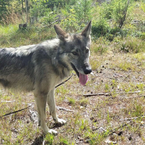 Nordic Wolfdogs Oceanic Operetta