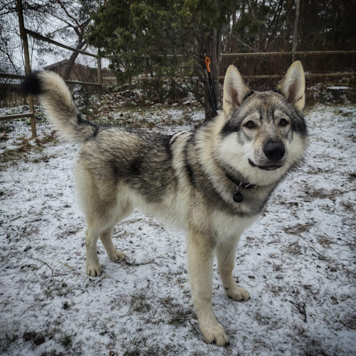 Nordic Wolfdogs Palkia