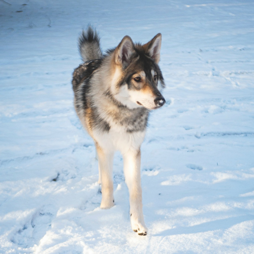 Nordic Wolfdogs Poipole