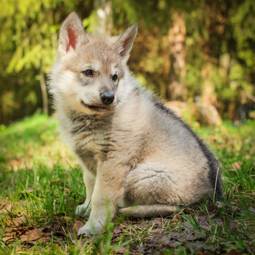 Nordic Wolfdogs Poochyena