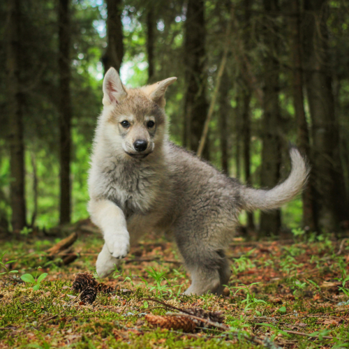 Nordic Wolfdogs Pheromosa