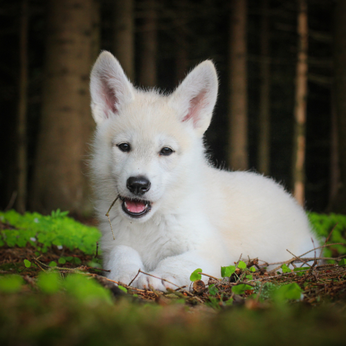 Nordic Wolfdogs Phione