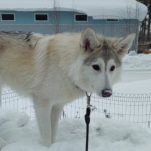 Nordic Wolfdogs Primarina