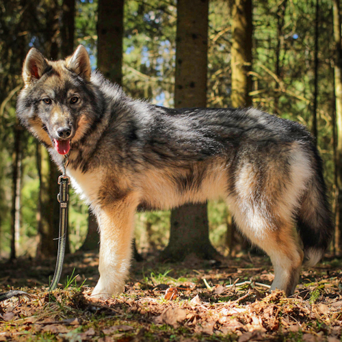 Nordic Wolfdogs Never-ending Nightmare