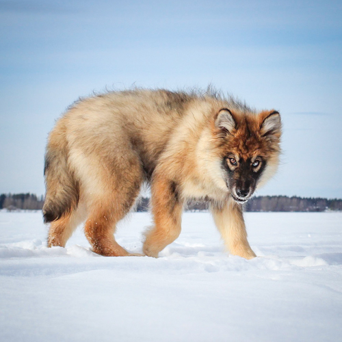 Nordic Wolfdogs Sinister Arrow Raid