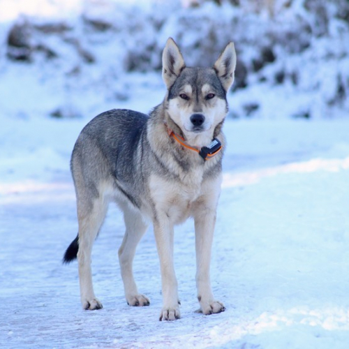 Lootus at Nordic Wolfdogs