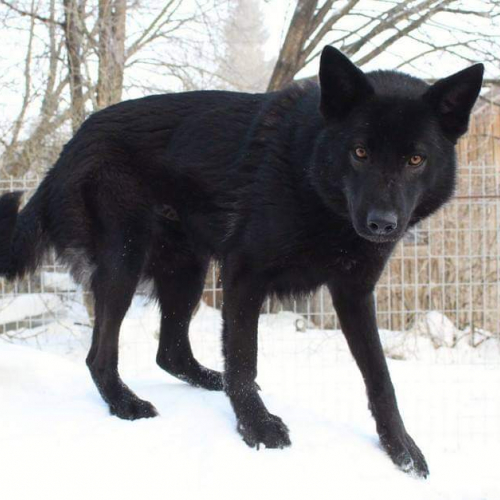 Misty at Nordic Wolfdogs