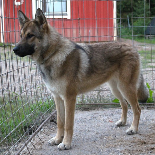 Nordic Wolfdogs Abra Cadabra