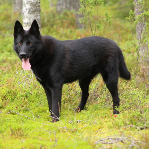 Nordic Wolfdogs Al Capone