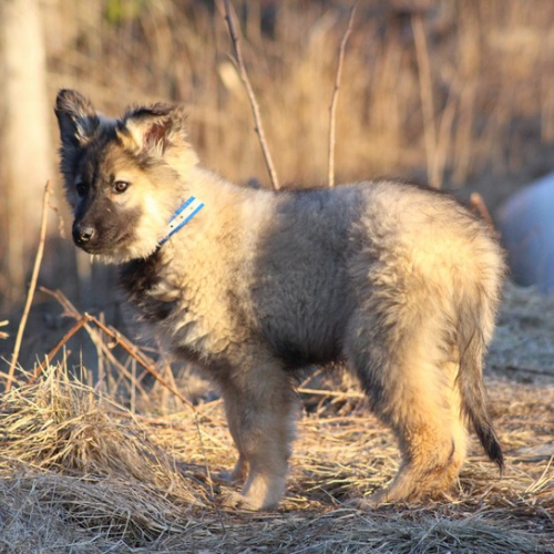 Nordic Wolfdogs Babar The Bear