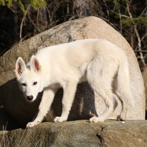 Nordic Wolfdogs Babe The Pig