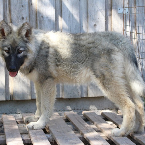 Nordic Wolfdogs Back In Time