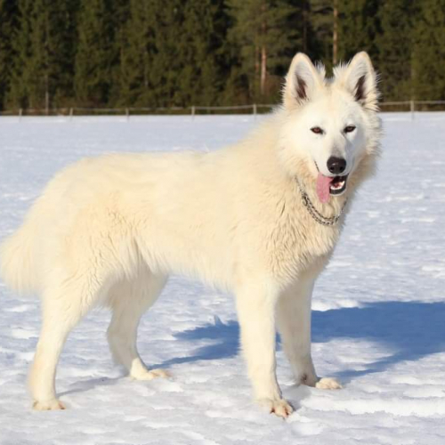 Nordic Wolfdogs Beat It Up