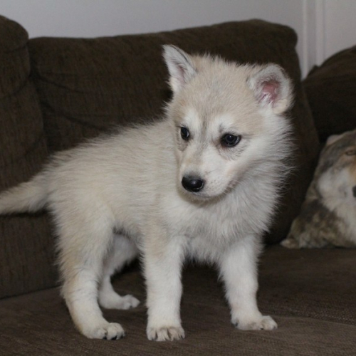 Nordic Wolfdogs Beauty Itself